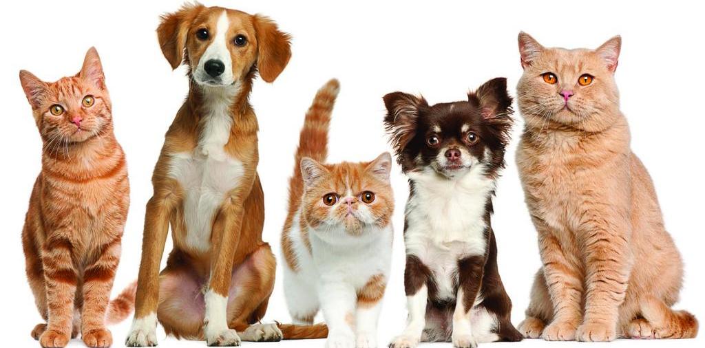 Доска объявлений о животных | ЗооТом - продажа, вязка и услуги для животных в Геленджике