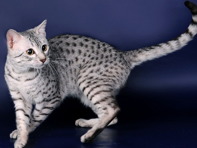 Породы кошек в Геленджике | ЗооТом портал о животных