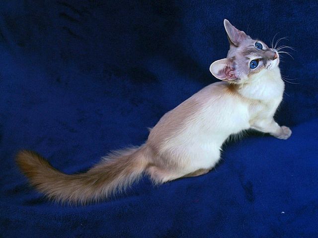 Выведенные породы кошек в Геленджике | ЗооТом портал о животных