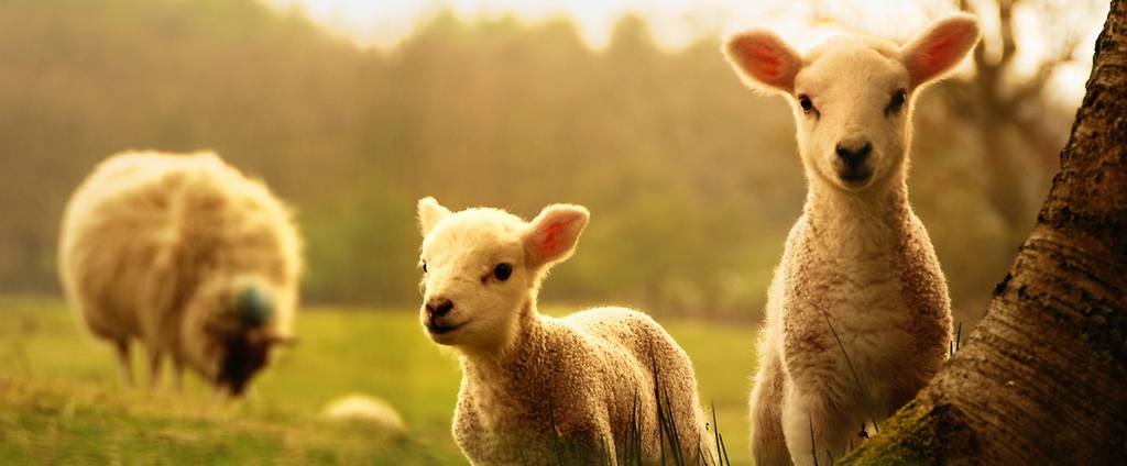 Объявления о сельскохозяйственных животных | ЗооТом - продажа, вязка и услуги для животных в Геленджике