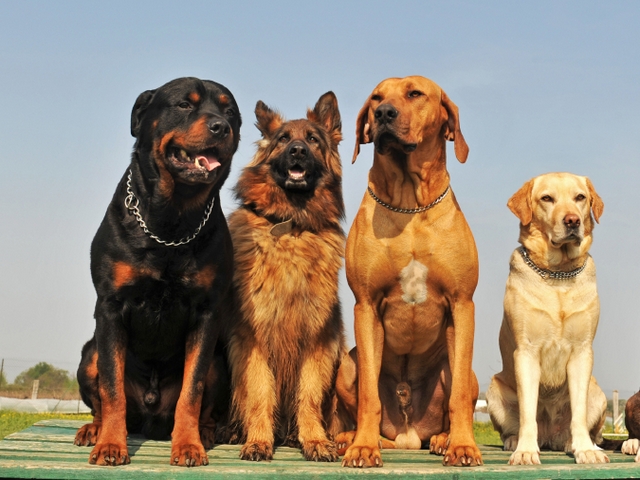 Крупные породы собак в Геленджике | ЗооТом портал о животных